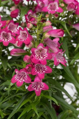 3L PENSTEMON HARLEQUIN MAGENTA