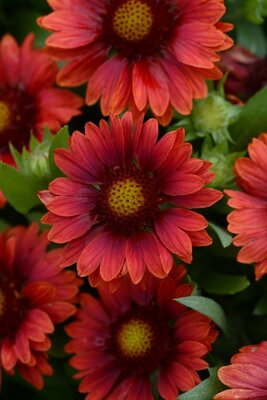 2L GAILLARDIA MESA RED