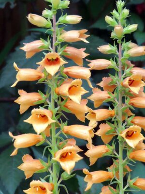 2L DIGITALIS 'FIRECRACKER'