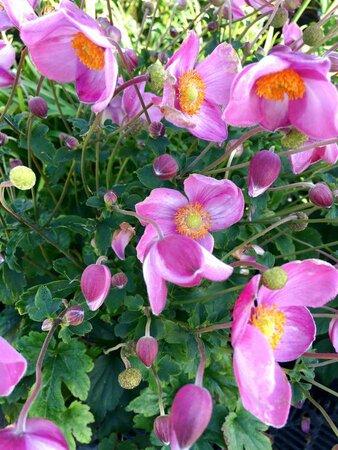 3L ANEMONE FANTASY 'JASMINE'