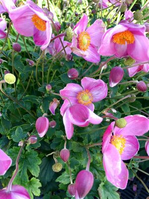 3L ANEMONE FANTASY 'JASMINE'