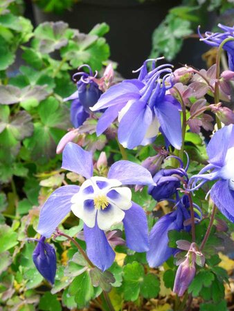 2L AQUILEGIA 'SPRING MAGIC BLUE & WHITE'