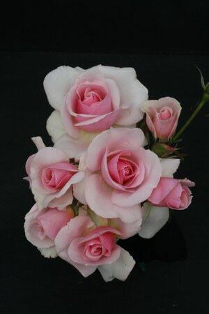 BUSH ROSE LET THERE BE LOVE