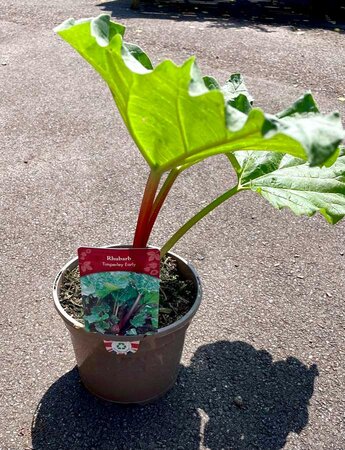 3L RHUBARB 'TIMPERLEY EARLY'