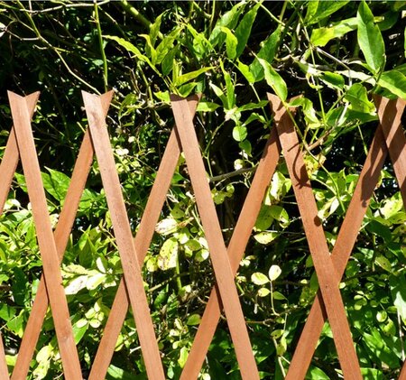 EXPANDING TRELLIS BROWN