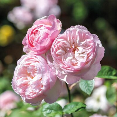 DAVID AUSTIN GENTLE HERMIONE