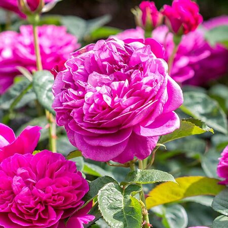 DAVID AUSTIN JAME L. AUSTIN