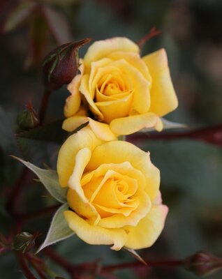 LAURA FORD CLIMBING ROSE