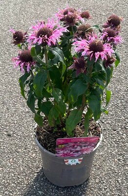 2L MONARDA 'BALMY PINK' - image 2