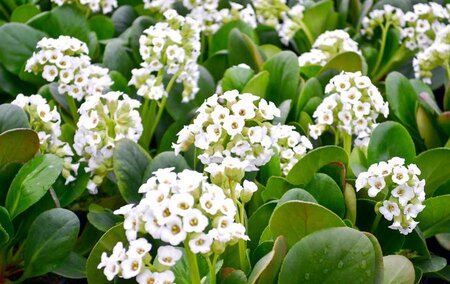 3L BERGENIA 'DIAMOND DROPS'