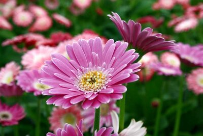 2L GERBERA 'SWEET SURPRISE'