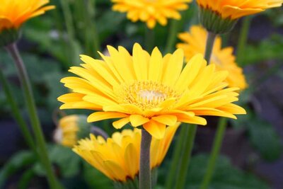 2L GERBERA 'SWEET SMILE'