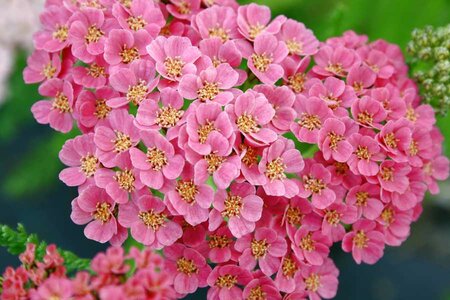 2L ACHILLEA 'TUTTI FRUTTI PINK GRAPEFRUIT'