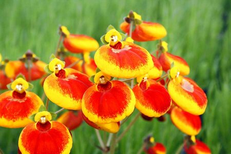 2L CALCEOLARIA 'CALYNOPSIS YELLOW WITH RED'