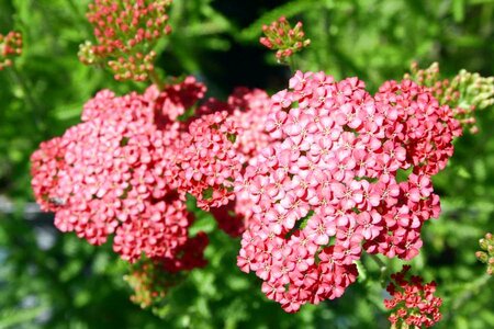 2L ACHILLEA 'TUTTI FRUTTI APRICOT DELIGHT'