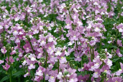 2L NEMESIA 'CONFETTI'