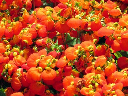 2L CALCEOLARIA 'CALYNOPSIS ORANGE'