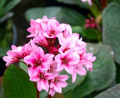 3L BERGENIA 'DARK DAMSEL'