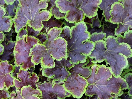 3L HEUCHERELLA SOLAR ECLIPSE