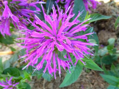3L MONARDA BALMY LILAC