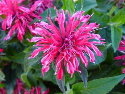 3L MONARDA BALMY ROSE