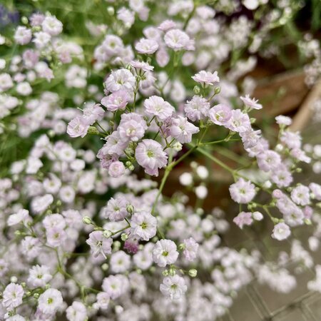 3L GYPSOPHILA PANICULATA