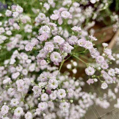 3L GYPSOPHILA PANICULATA