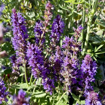 3L SALVIA SENSATION DEEP BLUE