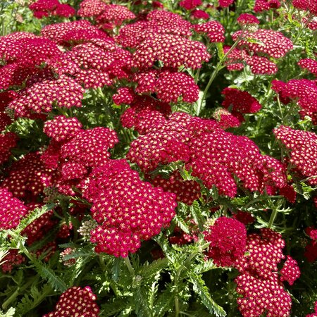 3L ACHILLEA SASSY SUMMER SANGRIA