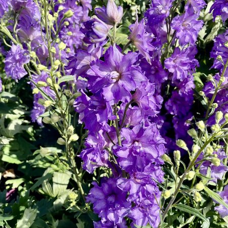3L DELPHINIUM BREEZIN