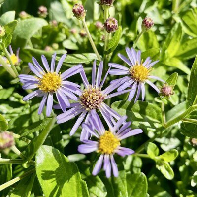3L KALIMERIS NANA BLUE