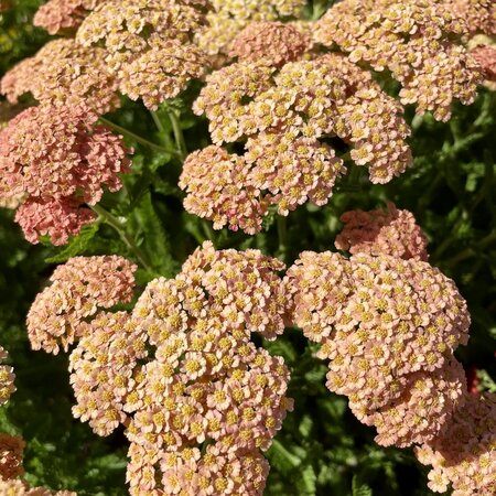 3L ACHILLEA NEW VINTAGE TERRACOTTA
