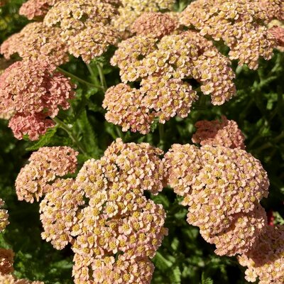 3L ACHILLEA NEW VINTAGE TERRACOTTA