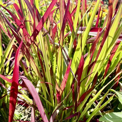 3L IMPERATA RED BARON