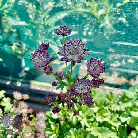 3L ASTRANTIA MOULIN ROUGE