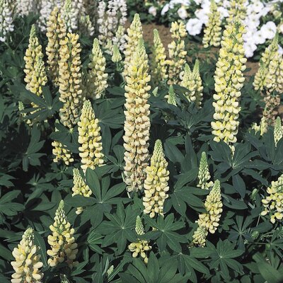 3L LUPIN GALLERY YELLOW