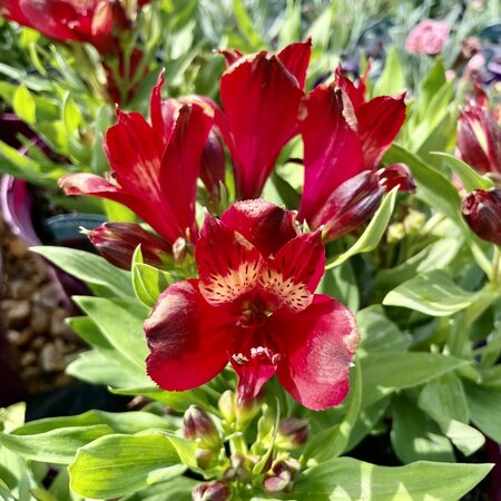 3L ALSTROEMERIA INTICANCHA® DOBA