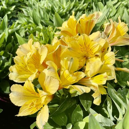 3L ALSTROEMERIA INTICANCHA® HAVANA
