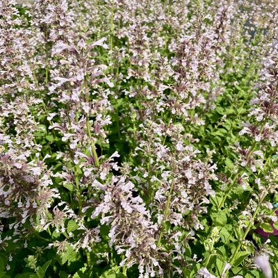 3L NEPETA WHISPURR PINK