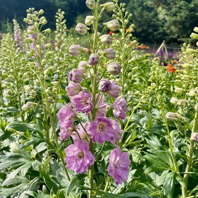3L DELPHINIUM JULIETTE