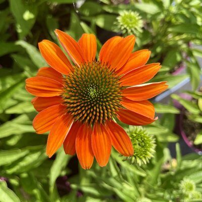 3L ECHINACEA LAKOTA ORANGE