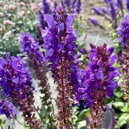 3L SALVIA MARVEL DARK BLUE