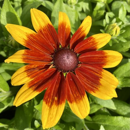5L RUDBECKIA SUNBECKIA MIA