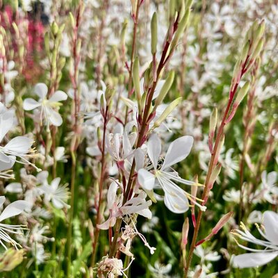 3L GAURA ELURRA