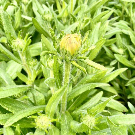 3L RUDBECKIA RUDY FIRE