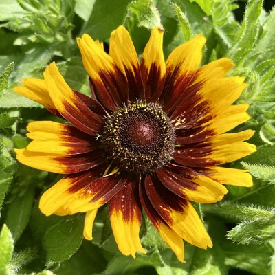 3L RUDBECKIA RUDY MINI YELLOW BLACK