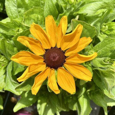 3L RUDBECKIA RUDY MINI YELLOW