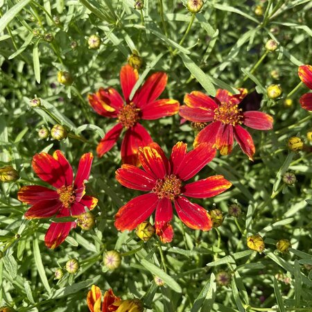 3L COREOPSIS LADYBIRD