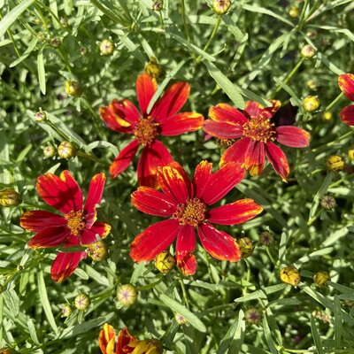 3L COREOPSIS LADYBIRD