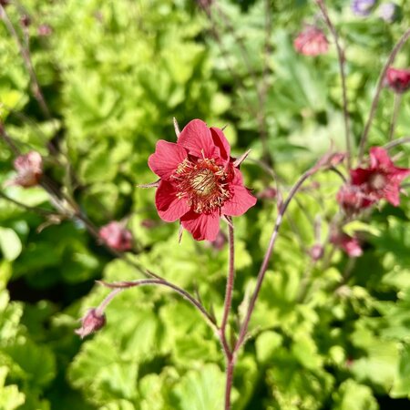 3L GEUM RIVALE FLAMES OF PASSION